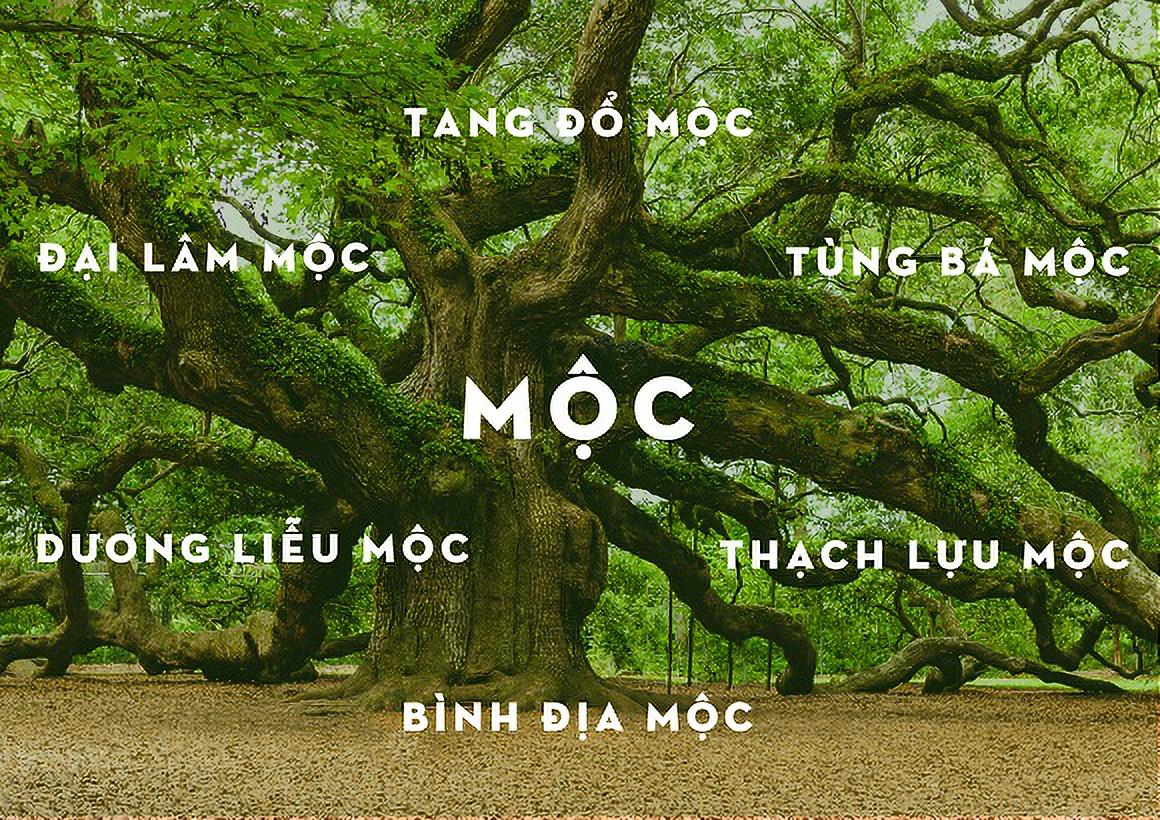 Hình nền mệnh Mộc đẹp mắt với màu sắc tự nhiên, tạo cảm giác gần gũi và thân thiện.